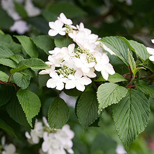 Viburnum Kilimanjaro - Palla di Neve Giapponese | Albero ornamentale deciduo | 5-6ft