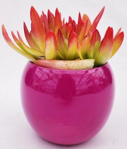POWERS TO FLOWERS - PIANTA GRASSA, ECHEVERIA ROSSA NATURALE VULCANO, IN VASO CERAMICA FUCSIA SFERICO, 13CM DIAMETRO, pianta vera