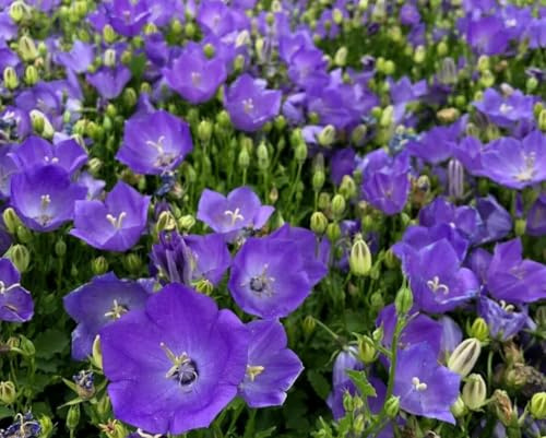 1 Pack of 130 000 SEEEDS Campanula carpatica Blue Bellflowwer