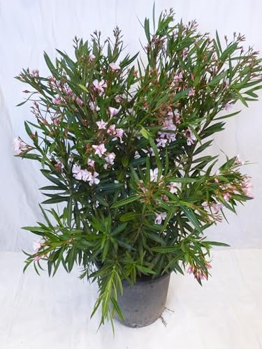 [Palmenlager] - XXL Oleander 150 cm - Strauch - PINK - Pot 35 cm Ø - Nerium oleander - mediterrane Pflanze