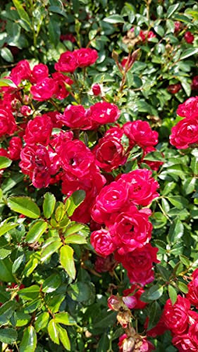 Rosa 'The Fairy Rouge' / Rosier Couvre-sol 'The Fairy Rouge' / Godet