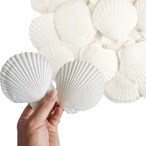 16 PCS Natural White Sea Shells, 10–12CM – Large Scallop Seashells for DIY Crafts, Wedding & Beach Party Decor, Aquarium.
