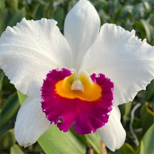 Cymbidium Rizomas, Orquídeas colibríes, rizomas de calidad, rizomas resistentes al invierno, rizomas de orquídea Cymbidium, 3 cebollas-J