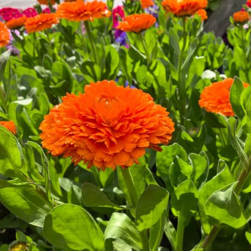 Semi di calendula - semi di selvatici da balcone decorazioni da giardino per esterni Calendula officinalis copertura del terreno vecchie varietà come bomboniera 550pcs