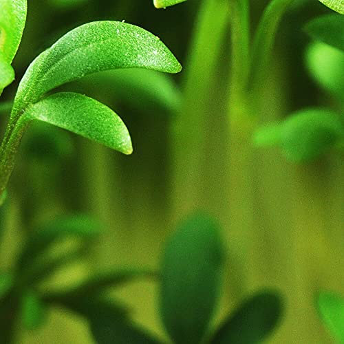 Gartenkresse Lepidium sativum 25 kg Kresse Saatgut Kressesamen