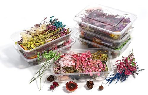 Ericrise 2 Boxen Natürliche Getrocknete Blumen, DIY Natürliche Getrocknet Blumen Set Gepresste Blumen Gemischte Getrocknete Blätter für Kunst Basteln DIY Harz Scrapbooking Handwerk Karten Machen