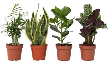 Plant in a Box - Easy Care Mix - Set di 4 piante da interno - Altezza 25-40cm - Vaso 12cm - Piante da appartamento facili da curare e purificanti - Ideali per casa e ufficio