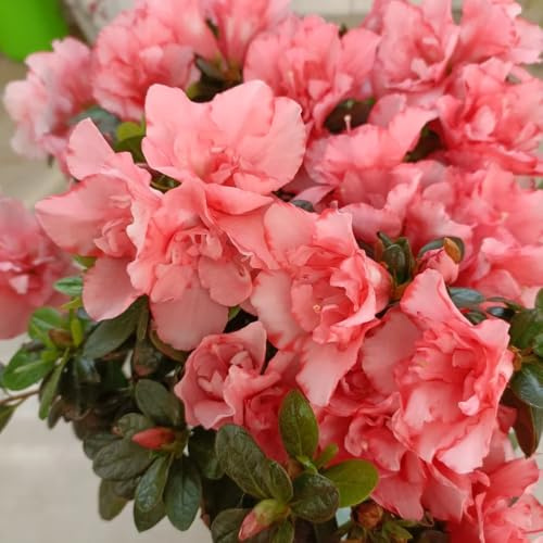 rhododendron winterhart, balkon azalee mehrjährig bio exotische 200samen