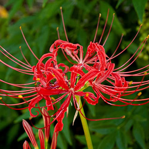 resistentes bulbos Lycoris radiata, adecuado para plantar al aire libre, bulbos de azucena, resistentes para el jardín. -6bulbs-B