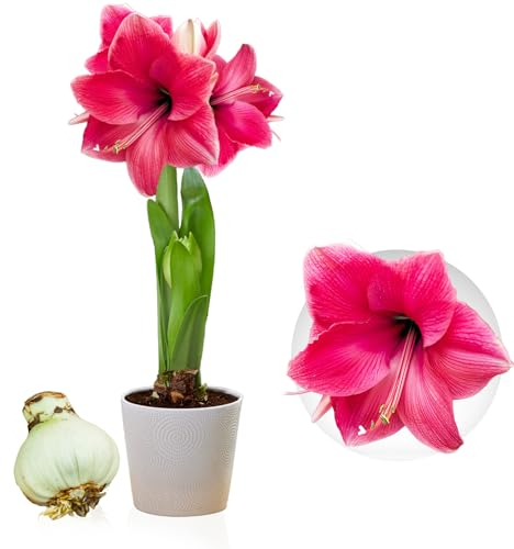 Bulbi di Amaryllis Pink Passion - 1 bulbi fiori in grande formato 26/30 - Piante e fiori esclusivi dall'Olanda - Autentici Hippeastrum (senza semi, senza cera e non artificiali)