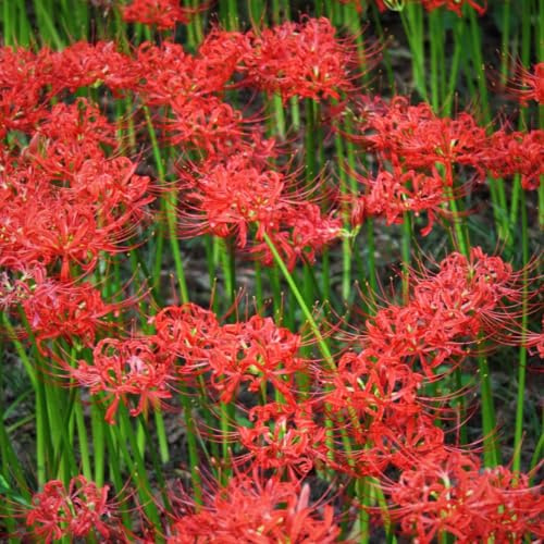 Bulbos de lirio araña - Lycoris radiata - balcón, exterior, resistentes interior exóticas 2pcs