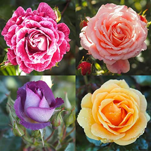 Floribunda Bush Rose Container Collection - 4 x Potted Floribunda Bush Roses, Chosen by us at time of Dispatch - Sale