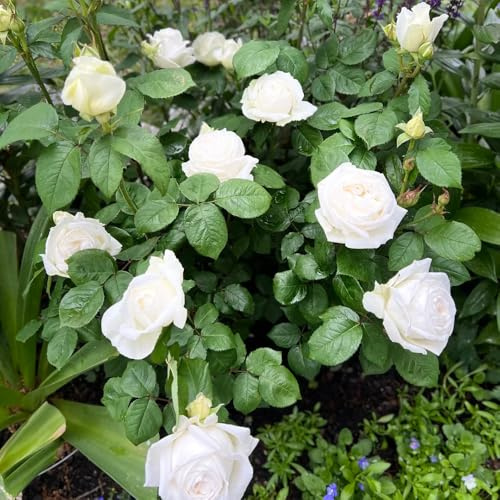 semillas de rosal, jardín de semillas de silvestres invernaderos balcón decoración exterior resistentes raras para lugares soleados 85pcs