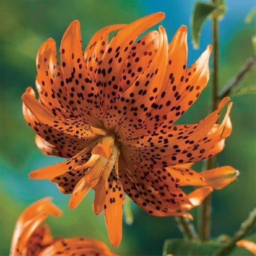 Bulbo di Giglio, Plump, Compatto, Resistente, Adattabile, Elegante, Fresco