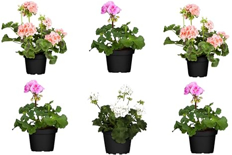6 Unidades de Geranio Naturales Plantas de Exterior de Aspecto Primaveral