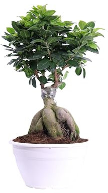 Bonsai Ficus Ginseng pianta ornamentale da interno bonsai da arredamento per matrimonio pianta vera venduta da eGarden.store (500 Gr - Plastica)