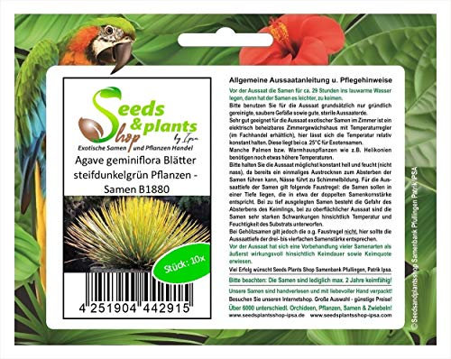 Pezzi - 10x Agave Geminiflora Foglie Steifdunkelgrün Piante - Seme B1880 - Seeds & Plants Shop by Ipsa
