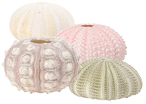 BESTonZON 4 uds. erizo de mar conchas planta de aire plantador titular Tillandsia pequeño contenedor planta Bonsai Cactus maceta decorativa decoración del hogar para escritorio