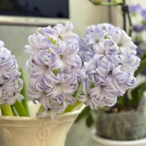 Hyazinthen, kübelpflanzen Hyacinthus orientalis, blumenzwiebeln frühblüher topfpflanzen draußen winterhart exotische 3Zwiebeln
