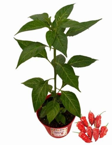 P. Piantine da Orto | Peperoncino Bih Jolokia, Pianta in Vaso Diametro 14 cm, Pianta Pronta per il Trapianto, Pianta Vera, Frutta da Mangiare, Vivaio Italiano