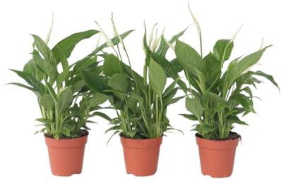 Plant in a Box - Spathiphyllum 'Torelli' - Friedenslilie - Zimmerpflanzen - Einblatt - 3er Set - Topf 12cm - Höhe 30-45cm