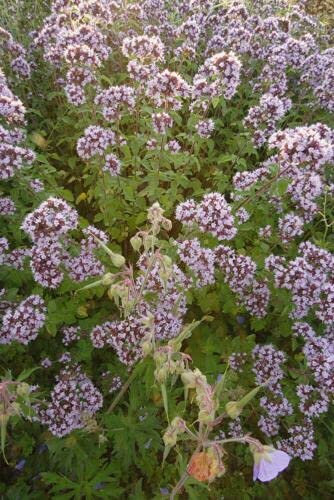 Approx 200 Seeds of Wild Marjoram Origanum Vulgare