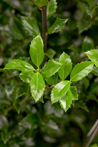 Stechpalme Ilex meserveae Heckenstar 60-80 cm immergrün winterhart | Dichter Wuchs, schnittverträglich, sonnig bis halbschattig, ideal für Formhecken und Sichtschutz, robust und langlebig