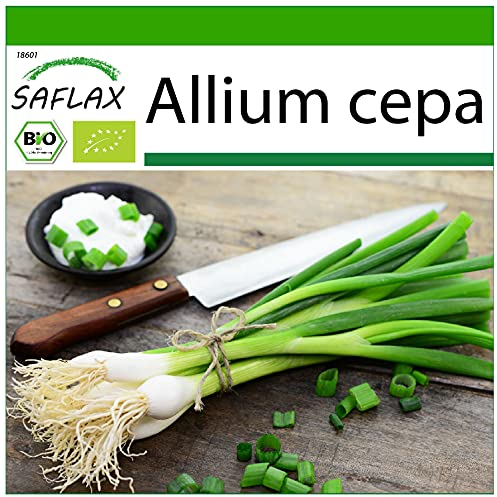 SAFLAX - Ekologiskt - Vårlök - Vit Lissabonost - 150 Frön - Med pottsubstrat för bättre odling - Allium cepa