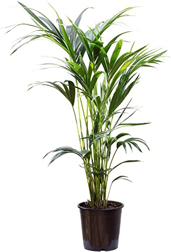 DECOALIVE Árbol de Interior Natural Howea Forsteriana Palmera Natural Kentia, 8435712003308
