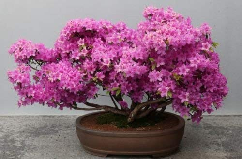 New Fresh 25 pezzi di semi di azalea di colore misto