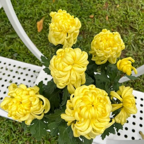Semi di crisantemo, Le di crisantemo sono resistenti Semi di perenni semi di giardino giardino per luoghi soleggiati 200pcs