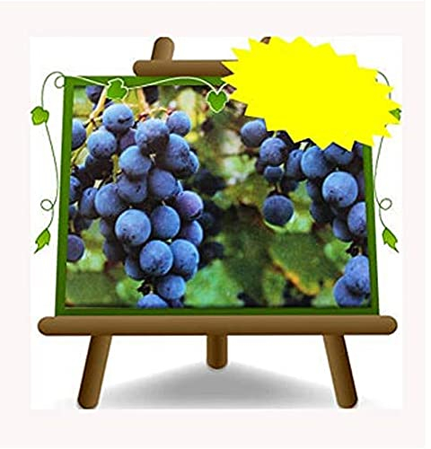 Vigne Moscato D’Adda noir - Plante de fruits vieux porte-greffe sur pot 20 - arbre max 170 cm - 2 ans