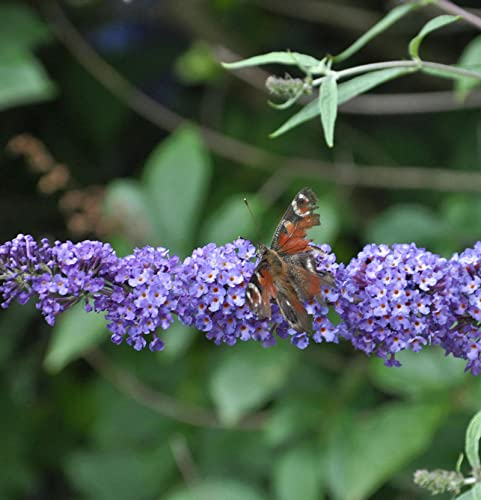 Schmetterlingsflieder Summer Bird Blue 30-40cm - Buddleja - lebende Gartenpflanze aus den Baumschulen