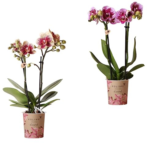Pack de Dos Orquídeas Naturales Plantas de Interior - Phalaenopsis