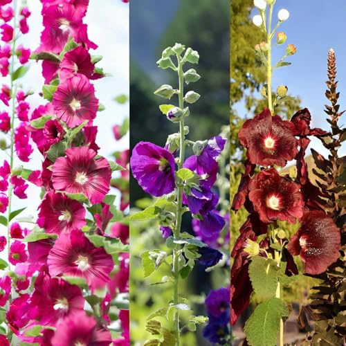 700+ Hollyhock Seeds Carnival Giant Mallow Double Hollyhock Flowers Seed Perennial Outdoor Home Garden Flower