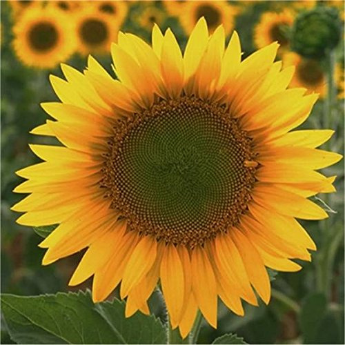 Semi Di Girasole Gigante
