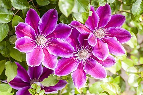 Waldrebe Clematis Hybride Dr. Ruppel 40-60 cm Kletterpflanze winterhart | Zweifarbige Blueten, ideal fuer Pergola und Rankhilfe, sonnig bis halbschattig, robust und langlebig im Garten