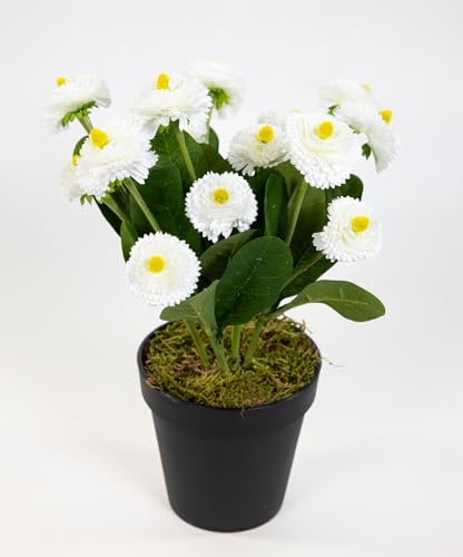 Seidenblumen Roß Bellispflanze/Bellis 28cm im Topf DP Kunstblumen künstliche Bellis Blumen Gänseblümchen (Weiß)