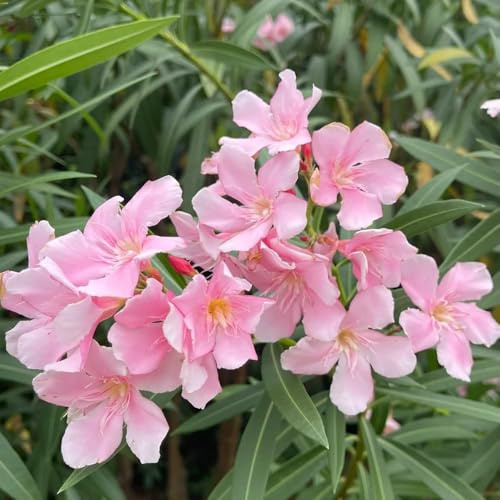 semillas de adelfa - semillas de perennes resistentes, jardín las son resistentes en 16pcs