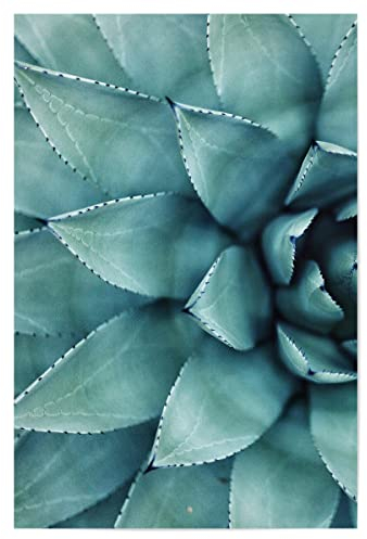 artboxONE Poster 30x20 cm Floral Succulent - Left hochwertiger Design Kunstdruck - Bild sukkulente Kaktus nahaufnahme