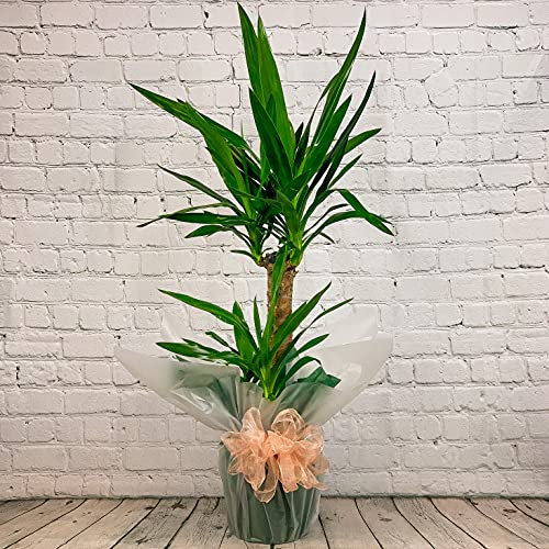 Yucca 2 Stem 100cm Real Indoor Plant 1m Yukka House Plant for Home, Bedroom, Kitchen and Living Room, Perfect for Clean Air, Delivered Next Day Prime