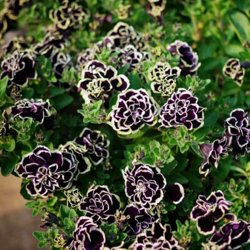 Mixrug Petunia Seeds for Planting, 200pcs Double Petunia Flowers Seeds Plants, Non-GMO Heirloom Annual Open Pollinated Beauty Colorful Flowers for Home Garden Outdoors