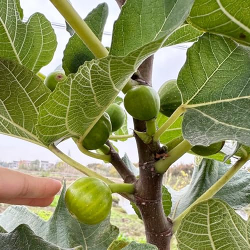 feigenbaumsamen bio alte sorten garten hochbeet balkon winterhart exotische outdoor 100pcs