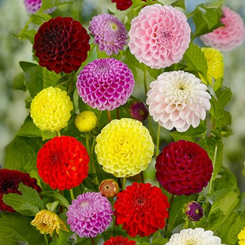 10 Bulbes de Dahlias Pompon Mix pour l'extérieur en été dans un grand paquet - Plantes prêtes pour les parterres de fleurs, pots, contenants.