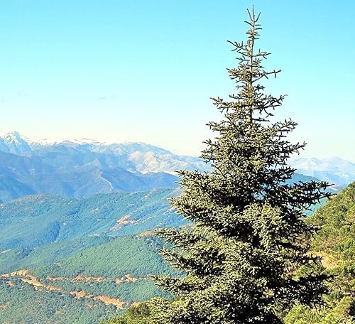 15 Semillas de Pinsapo (Abies Pinsapo), Conífera Nativa de España