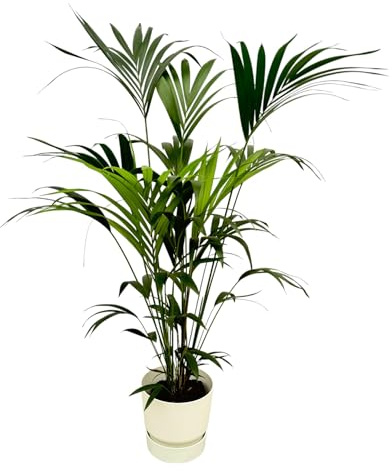 Kentia-Palme einschließlich Greenville Rund weiß - 150-160cm - Ø30cm - Zimmerpflanze - Komplett-Set - Pflanze mit Topf
