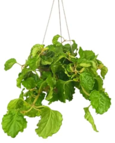 Planta Plectranthus, Planta del dinero, Es fácil de cuidar y tiene hojas brillantes y decorativas. Segura Garden.