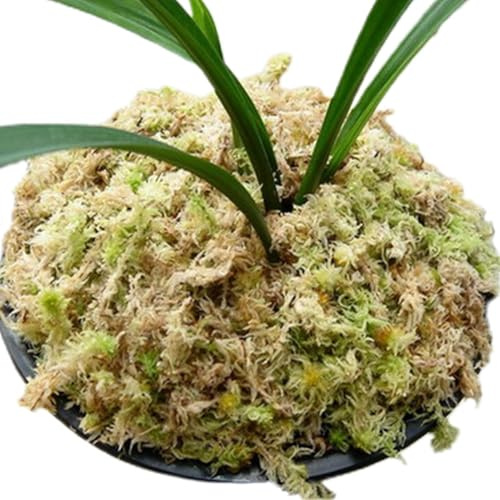 Espuma de esfagno de orquídea, espuma de esphagnum natural,Sphagnum seco para orquídea - Sphagnum de flores en maceta para manualidades de bricolaje, reptiles, musgo suculento para flores