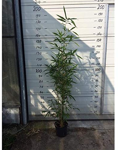 Semiarundinaria 'Viridis' C2-2 Liter 50-75 cm - Grüner Tempel Bambus - Grüner Säulenbambus