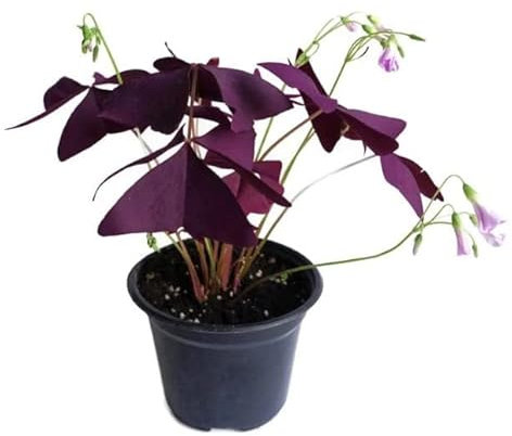 Trébol del Amor Oxalis Triangularis Natural Planta de Cupido